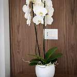 The Honeycomb Boutique 5*